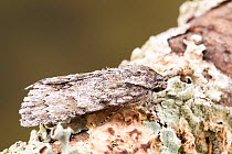 Clear dagger moth (Acronicta clarescens), Tuscaloosa County, Alabama, USA September