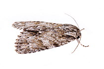 Clear dagger moth (Acronicta clarescens) on white background, Tuscaloosa County, Alabama, USA September