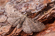 Common eupithecia moth (Eupithecia miserulata), Tuscaloosa County, Alabama, USA September