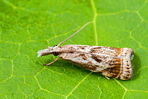 Elegant grass-veneer moth (Microcrambus elegans), Tuscaloosa County, Alabama, USA September