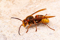 European hornet (Vespa crabro germana), Tuscaloosa County, Alabama, USA September