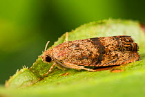 Filbertworm moth (Cydia latiferreana), Tuscaloosa County, Alabama, USA September