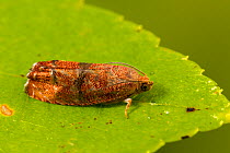 Filbertworm moth (Cydia latiferreana), Tuscaloosa County, Alabama, USA October