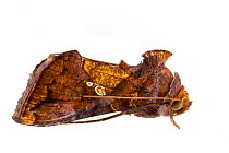 Golden looper moth (Argyrogramma verruca) on white background, Tuscaloosa County, Alabama, USA September