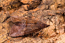 Green cloverworm moth (Hypena scabra), Tuscaloosa County, Alabama, USA October
