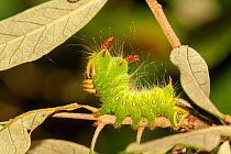 Imperial moth (Eacles imperialis) caterpillar, Orange County, Florida, USA September