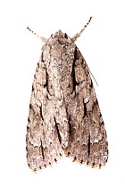 Lobelia dagger moth (Acronicta lobeliae) on white background, Tuscaloosa County, Alabama, USA September