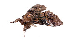 Manto tussock moth (Dasychira manto) on white background, Tuscaloosa County, Alabama, USA September
