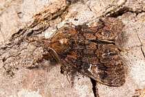 Manto tussock moth (Dasychira manto), Tuscaloosa County, Alabama, USA September