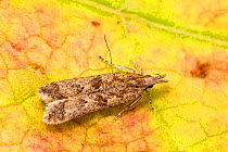 Palmerworm moth (Dichomeris ligulella), Tuscaloosa County, Alabama, USA October