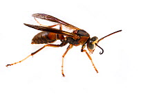 Paper wasp (Polistes metricus) male on white background,  Tuscaloosa County, Alabama, USA September