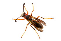 Paper wasp (Polistes metricus) male on white background male, Tuscaloosa County, Alabama, USA September