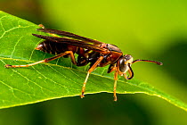 Paper wasp (Polistes metricus) male, Tuscaloosa County, Alabama, USA September