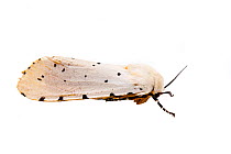 Salt marsh moth (Estigmene acrea) on white background, Tuscaloosa County, Alabama, USA September