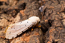 Salt marsh moth (Estigmene acrea), Tuscaloosa County, Alabama, USA September