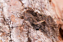 Sharp-stigma looper moth (Ctenoplusia oxygramma), Tuscaloosa County, Alabama, USA September