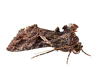 Sharp-stigma looper moth (Ctenoplusia oxygramma) on white background, Tuscaloosa County, Alabama, USA September