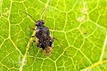 Shore bug (Micracanthia humilis), Tuscaloosa County, Alabama, USA October