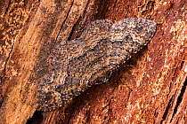 Somber carpet moth (Disclisioprocta stellata), Tuscaloosa County, Alabama, USA October
