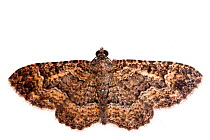 Somber carpet moth (Disclisioprocta stellata) on white background, Tuscaloosa County, Alabama, USA October