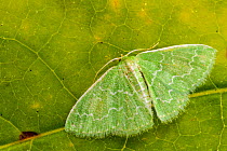 Southern emerald moth (Synchlora frondaria), Tuscaloosa County, Alabama, USA October