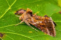 Soybean looper moth (Chrysodeixis includens), Tuscaloosa County, Alabama, USA September