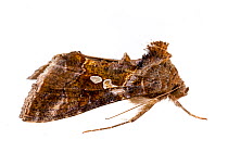 Soybean looper moth (Chrysodeixis includens) on white background, Tuscaloosa County, Alabama, USA September