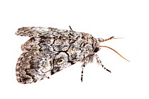 The Laugher moth (Charadra deridens) on white background, Tuscaloosa County, Alabama, USA September