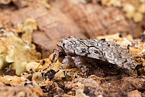 The Laugher moth (Charadra deridens), Tuscaloosa County, Alabama, USA September