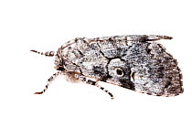 The Laugher moth (Charadra deridens) on white background, Tuscaloosa County, Alabama, USA September