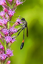 Thread-waisted wasp (Ammophila sp.) Orange County, Florida, USA September
