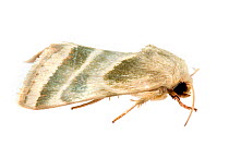 Three-lined flower moth (Schinia trifascia) on white background, Tuscaloosa County, Alabama, USA September
