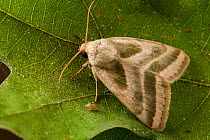 Three-lined flower moth (Schinia trifascia), Tuscaloosa County, Alabama, USA September