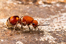 Velvet ant (Pseudomethoca sp.) female, Tuscaloosa County, Alabama, USA September
