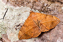 Velvetbean caterpillar moth (Anticarsia gemmatalis), Tuscaloosa County, Alabama, USA September