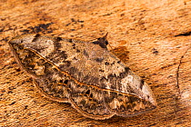 Velvetbean caterpillar moth (Anticarsia gemmatalis), Tuscaloosa County, Alabama, USA October
