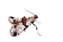 Watson's tallula moth (Tallula watsoni) on white background, Tuscaloosa County, Alabama, USA September