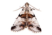 Watson's tallula moth (Tallula watsoni) on white background, Tuscaloosa County, Alabama, USA September