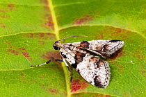 Watson's tallula moth (Tallula watsoni), Tuscaloosa County, Alabama, USA September