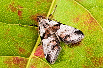 Watson's tallula moth (Tallula watsoni), Tuscaloosa County, Alabama, USA September