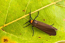 Yellow-collared scape moth (Cisseps fulvicollis), Tuscaloosa County, Alabama, USA September
