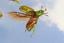 Jewel beetle (Chrysina gloriosa) in flight, Jeff Davis County, Texas Controlled conditions. July