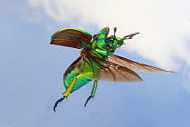Jewel beetle (Chrysina woodi) in flight, Jeff Davis County, Texas, USA, July. July