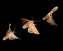 Armyworm moth (Mythimna unipuncta) composite image Bastrop County, Texas, USA. Controlled conditions. March
