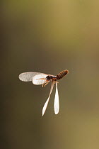 Subterranean termite (Reticulitermes flavipes) reproductive alate in flight, Bastrop County, Texas, USA. Controlled conditions. March