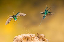 Tiger beetle (Cicindela sexguttata) flying image, Bastrop County, Texas, USA. Controlled conditions. March