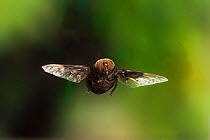 Mexican Cactus Fly (Copestylum mexicanum) in flight, Travis County, Texas, USA. Controlled conditions. March