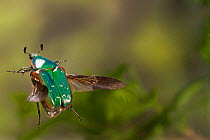 Beetle (Euphoria fulgida) in flight, Travis County, Texas, USA. Controlled conditions. March