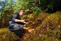 Karis Hodgson using peanuts and raisins to bait a live trap set for Pine martens (Martes martes) in coniferous woodland for a reintroduction project to Wales run by the Vincent Wildlife Trust, Scottis...