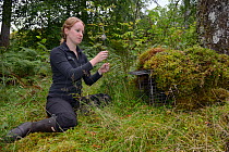 Lizzie Croose setting up a "jiggler" filled with peanut butter by a trap set for Pine martens (Martes martes), in the hope one will stand up to reveal the individual pattern on its chest in trailcam r...
